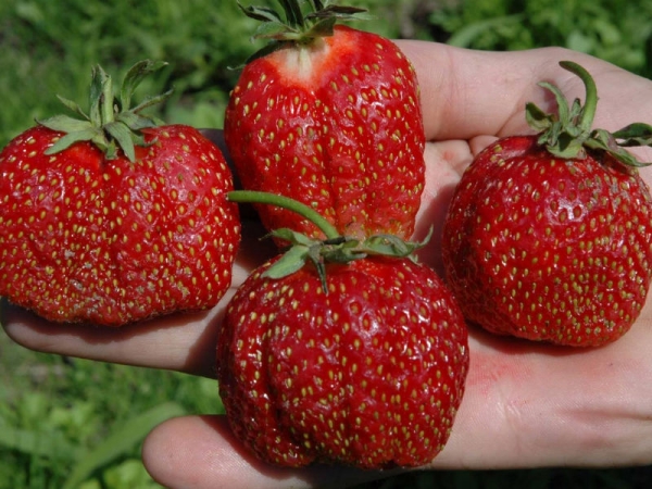  Die Vorteile der Sorte: hohe Erträge und großfruchtige Beeren, Frostbeständigkeit, lange Lagerung