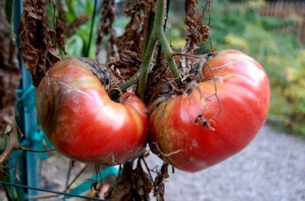  Phytophthora auf Tomaten