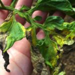  Phytophthora auf den Blättern