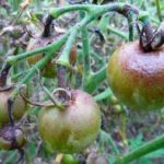  Schäden an den Früchten von Tomaten