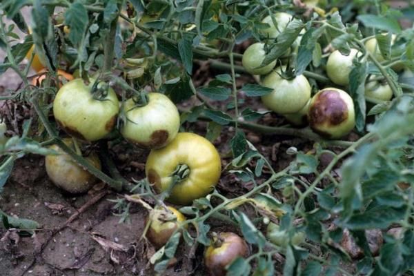  Der Mangel an Wärme und Sonnenlicht ist eine der Voraussetzungen für die Entwicklung von Phytophthora