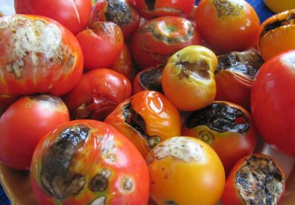  Wenn Sie die betroffenen Tomaten in Banken rollen, können sie verderben