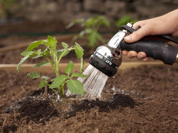  Um das Auftreten von Phytophthora zu verhindern, sollte eine Tomate nur an der Wurzel gegossen werden.