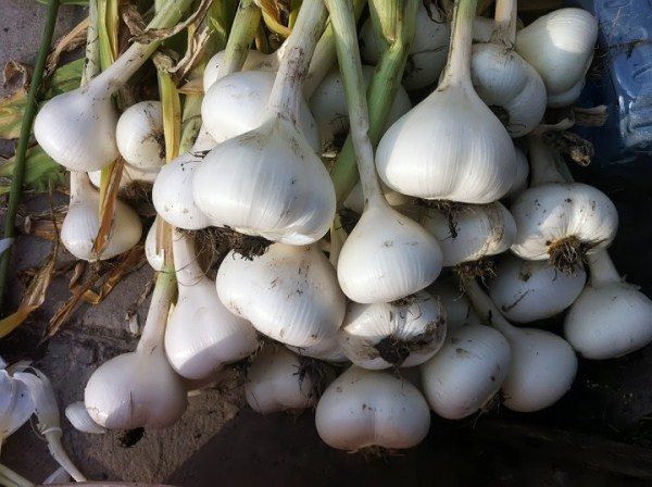  Aflatunsky Zwiebelknollen können gebacken, eingelegt, in Honig gekocht werden