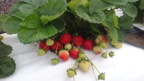  Strawberry Evie 2 auf dem Gartengrundstück