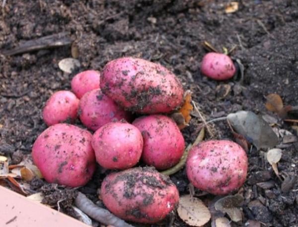  Manifeste de la pomme de terre est une variété de table mi-précoce