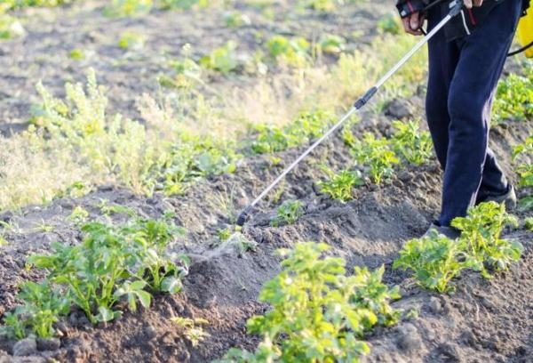  Traitement par l'herbicide Gezagard des pommes de terre produites après l'apparition des mauvaises herbes