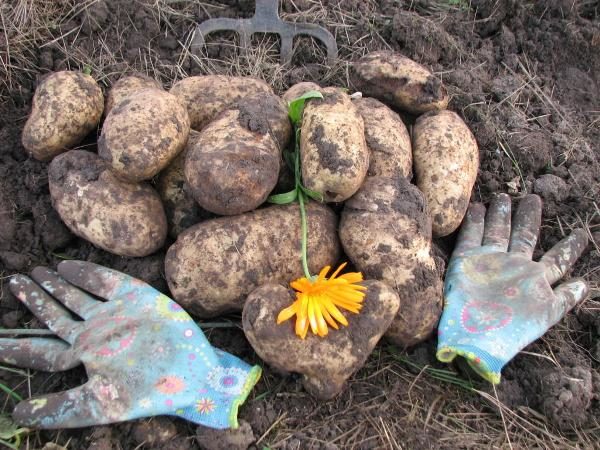  La récolte commence dans la deuxième quinzaine d'août