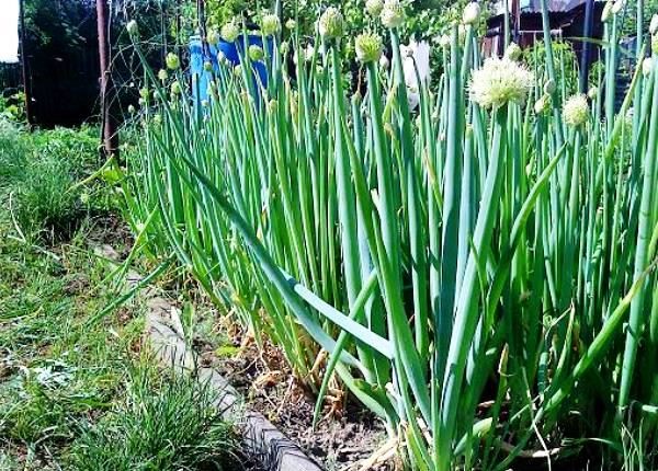  Oignons batun sur la parcelle de jardin