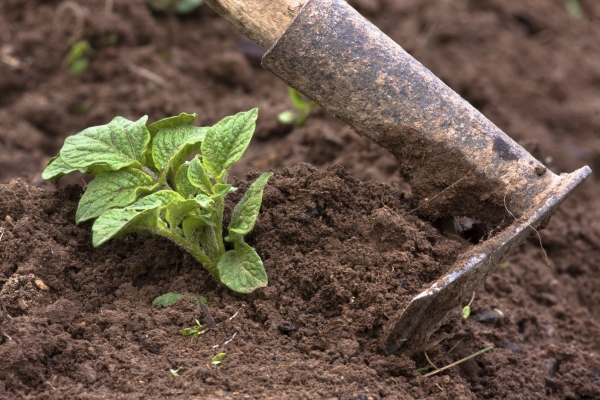  Care arrose trois fois par saison, engrais et arrosage