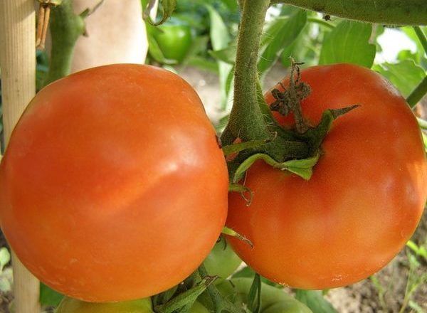  Tomatensorten Persimone