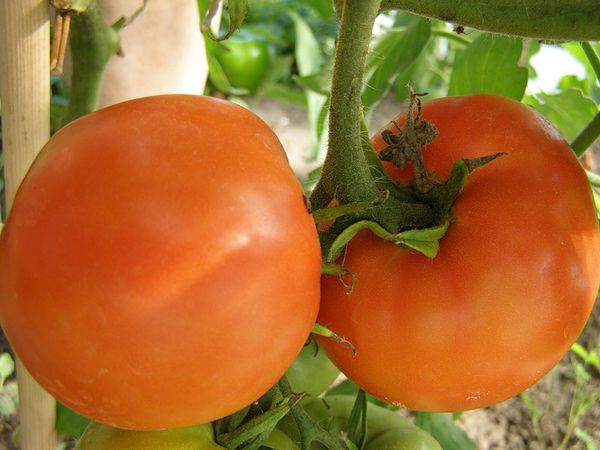  Tomatensorten Persimone