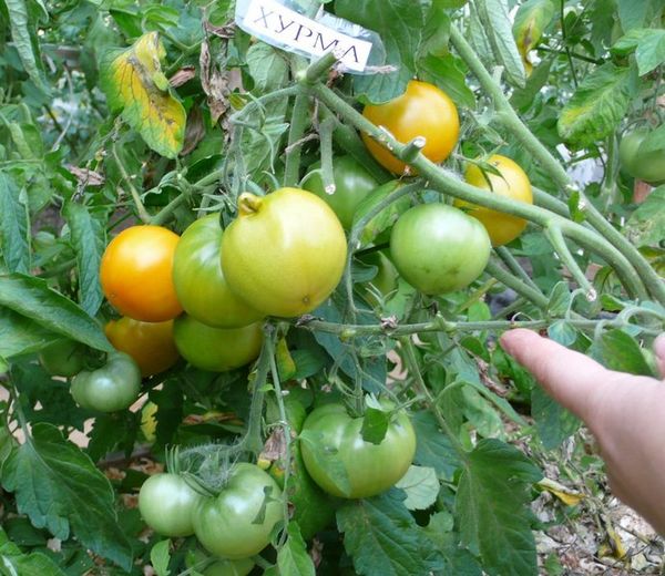  Les premiers fruits peuvent être récoltés au début juillet.