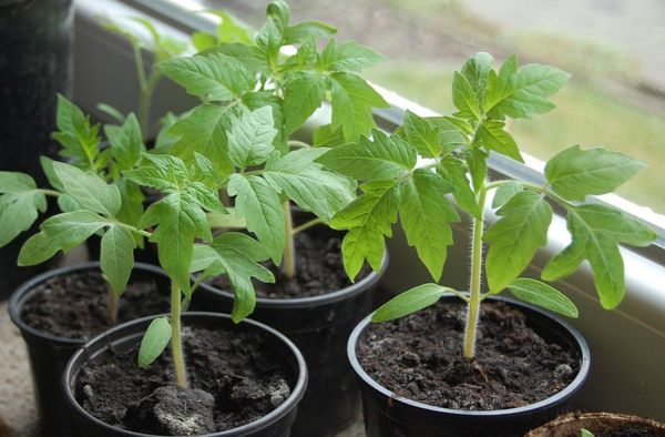  Tomatensämling-Persimone wird Anfang März angebaut