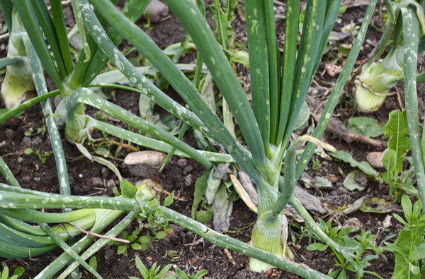  Zwiebel von falscher Mehltau (Peronosporose) befallen