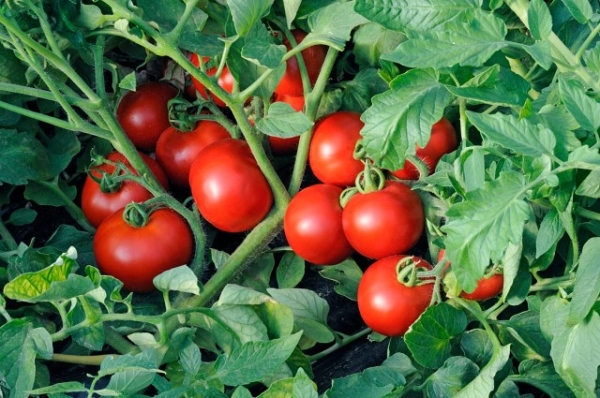  Heutzutage tragen Botaniker eine Tomate zur Gattung Solanum.