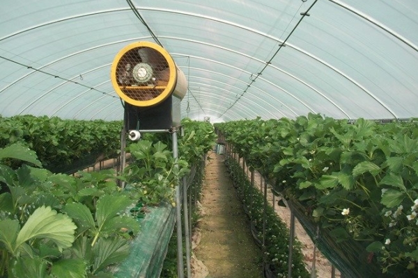  Avec le ventilateur, vous pouvez polliniser les fraises à l'intérieur