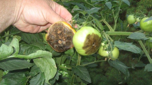  Phytophthora auf Tomaten