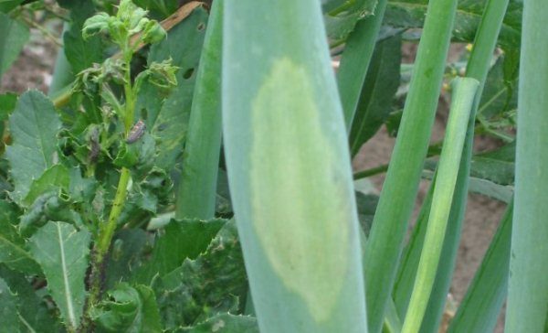  Falscher Mehltau auf dekorativem Knoblauch