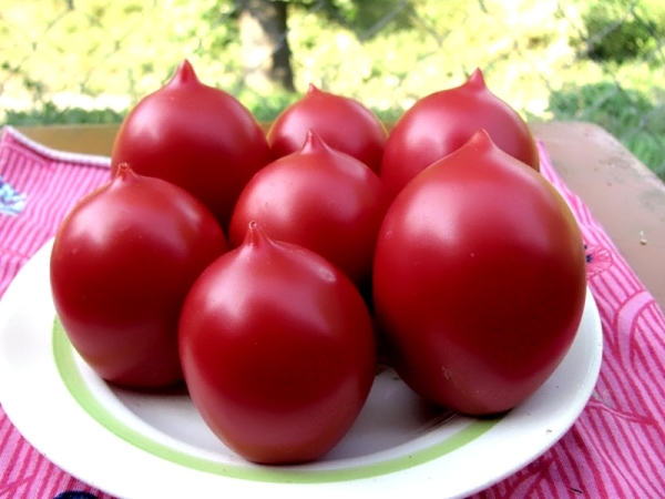  Cultar de tomate De Barao