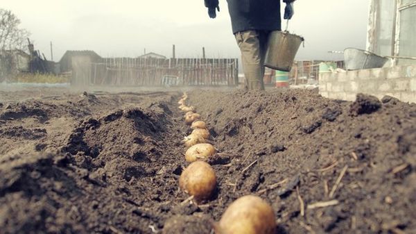  Die Knollen sind alle 35 cm in Gräben gestapelt