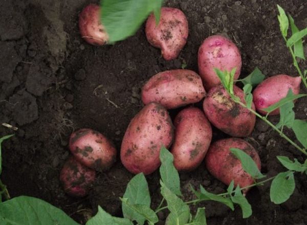  Pommes De Terre Lyubava