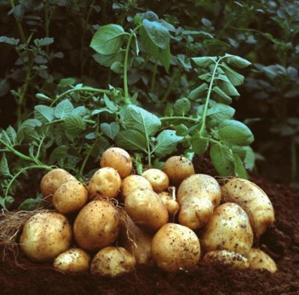  Kartoffeln Tuleyevsky ist eine sehr fruchtbare Sorte