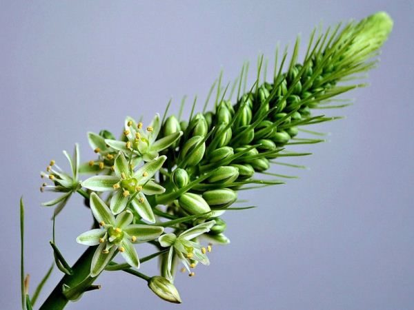  Chinesische Zwiebelblume