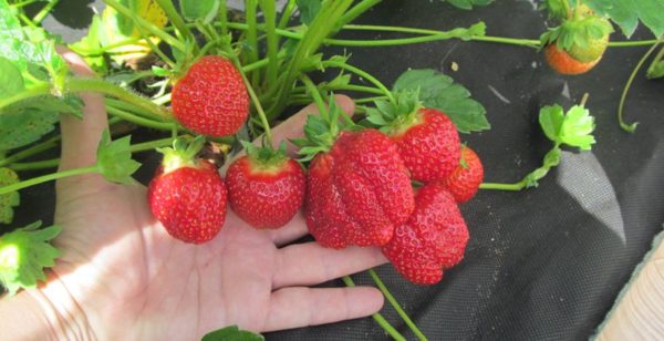  Der Ertrag von Erdbeeren Jolie ist sehr hoch und stabil