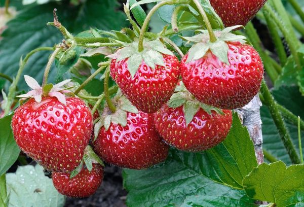  Richtige Passform und Pflege für Erdbeeren