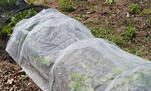  Quand les gelées nocturnes doivent construire un abri pour les fraises