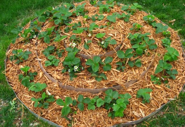  Paillage de fraises