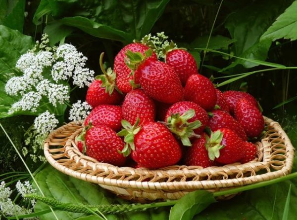  Erdbeeren im Weidenkorb