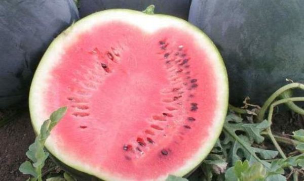  Wassermelonenlicht im Schnitt