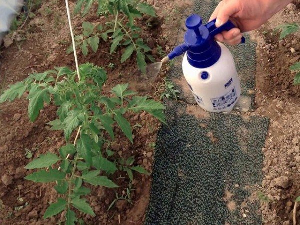  La fertilisation des plants de tomates cultivés en serre se fait en deux étapes