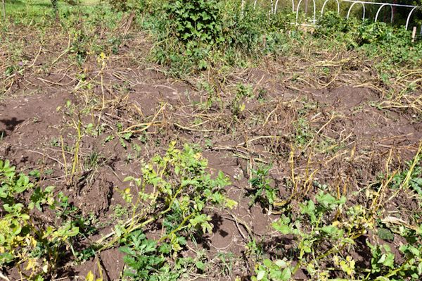  Trockene und vergilbte Spitzen - ein Zeichen reifer Kartoffelknollen