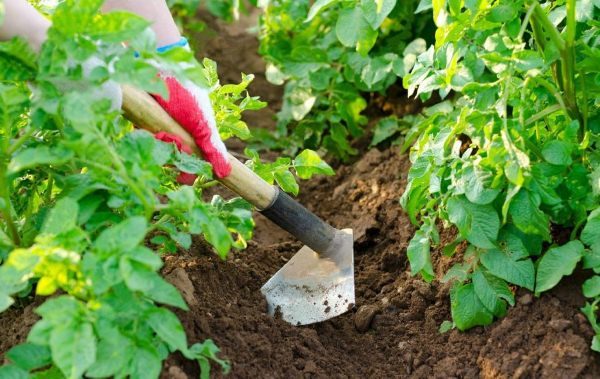  Il est nécessaire d'abattre les pommes de terre pour augmenter les rendements et protéger les tubercules des conditions météorologiques défavorables.