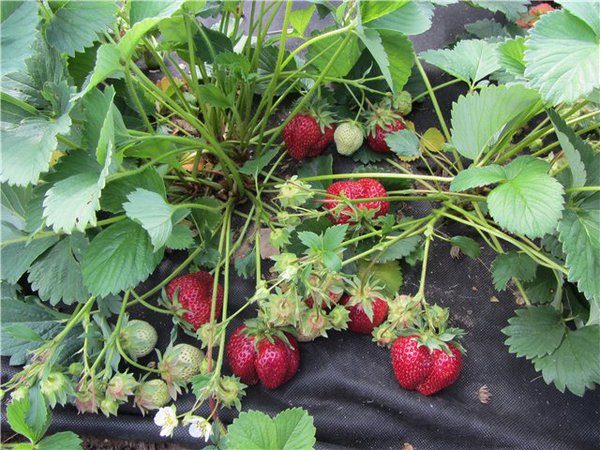  Erdbeer-Erstsortierer auf dem Garten