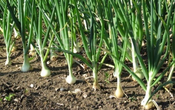  Oignons dans la parcelle de jardin