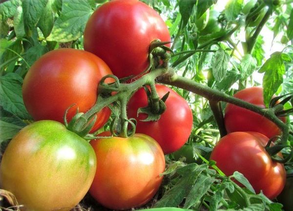  Liane aux tomates