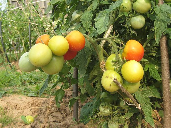  Lyanas Tomatenstrauch ist kurz, weshalb eine Landung auf großen Territorien empfohlen wird.