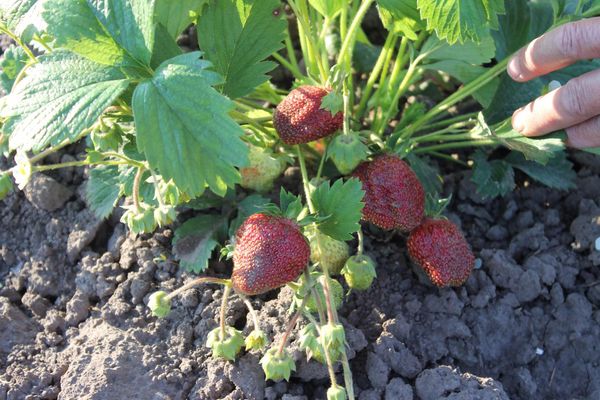  Beerenbeeren fallen beim Anbau nicht auf den Boden