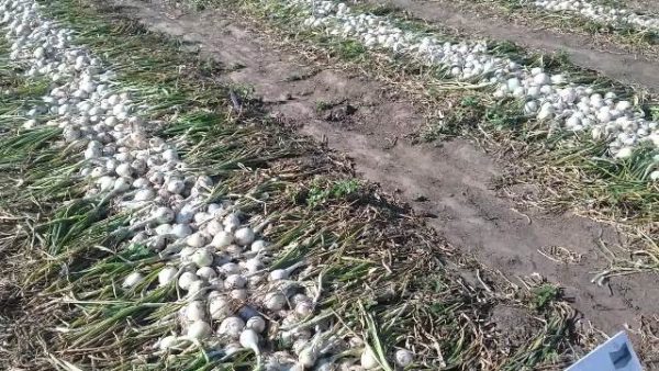  Récolte commerciale des oignons blancs