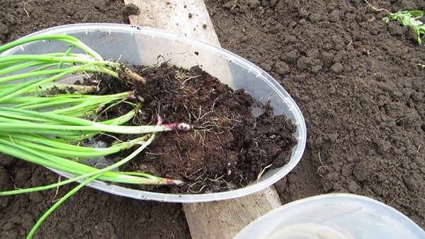  Plant d'oignon prêt à planter