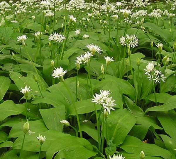  Bärenlichtung in der Natur