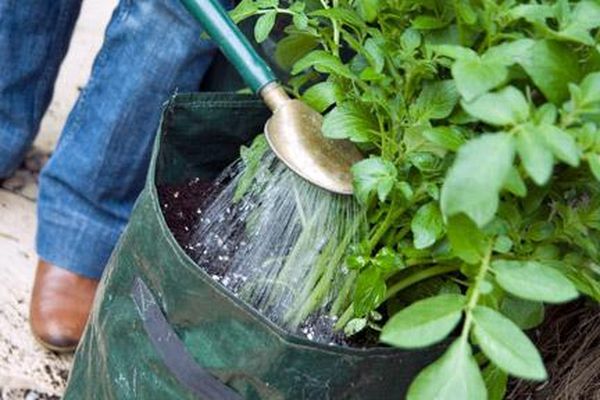  Für den Anbau von Kartoffeln in Säcken ist viel Wasser nötig