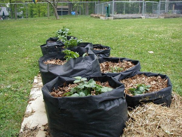  Kartoffeln in Säcken nehmen wenig Platz in den Parzellen ein