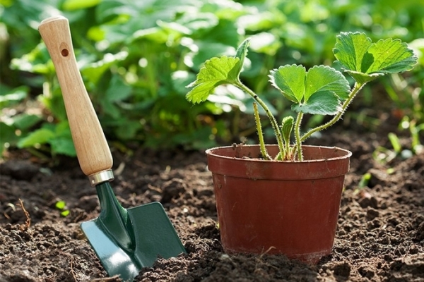  Pour les semis de printemps, les plants doivent être achetés au début de mars et à l’automne - à la fin du mois d’août.