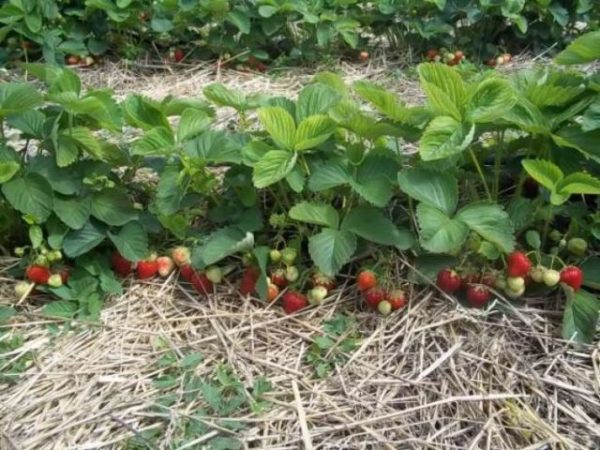  Fraises dans le jardin