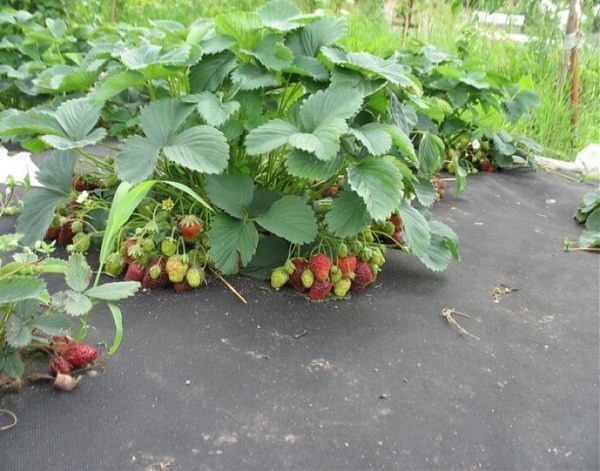  Erdbeeren im Garten